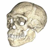 The earliest known Homo sapiens, from Jebel Irhoud in Morocco, was reconstructed from multiple fossils using micro-computed tomographic scans. Moroccan fossils shake up understanding of human origins