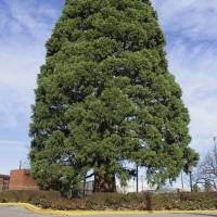 The giant sequoia standing next to St. Luke’s Hospital in downtown Boise, Idaho, is seen in November 2006. Idaho's century-old sequoia set to be transplanted to new home