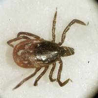 This March photo shows a deer tick under a microscope in the entomology lab at the University of Rhode Island in South Kingstown. New England got a respite in 2016 as the drought took a toll on ticks, whose numbers drop when humidity falls below 85 percent. But 2017 is shaping up to be a bad year for ticks across the region. With surge in New England rodents, Lyme disease-carrying tick scourge back in big way