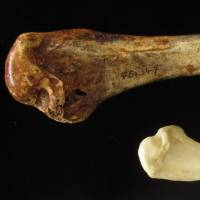 The fossilized bone of a giant flying turkey that once roamed Australia is compared with that of a regular turkey. Giant flying turkey as tall as kangaroo once roamed Australia