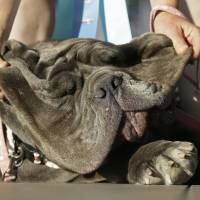 The jowls of Martha, a Neapolitan mastiff, are lifted up during the World’s Ugliest Dog Contest at the Sonoma-Marin Fair on Friday in Petaluma, California. Martha was the winner of the event. Huge mastiff named world's ugliest dog