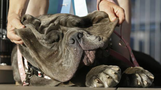 The jowls of Martha, a Neapolitan mastiff, are lifted up during the World’s Ugliest Dog Contest at the Sonoma-Marin Fair on Friday in Petaluma, California. Martha was the winner of the event. Huge mastiff named world's ugliest dog