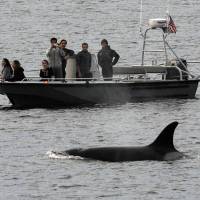 Whales are seen in December off the coast of Long Beach, California, from the La Espada whale watching ship from Harbor Breeze Cruises. The Trump administration on Monday threw out a new rule intended to limit the numbers of endangered whales and sea turtles getting caught in fishing nets off the West Coast, even though the fishing industry had proposed the measure. Environmentalists irked as U.S. cancels new protection for endangered West Coast whales, sea turtles