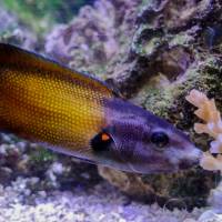 A tubelip wrasse feeds on coral. Unique reef fish 'kisses' take sting out of coral diet
