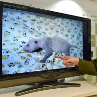 Ueno Zoo official Mikako Kaneko displays images Friday of the female giant panda cub born last week. 'It's a girl!' — Ueno Zoo identifies sex of newly born giant panda