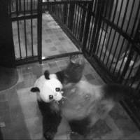 An infrared camera captures giant panda Shin Shin holding her newborn cub in her mouth Monday at Tokyo’s Ueno Zoo. Giant panda Shin Shin gives birth to cub — and hope — at Ueno Zoo