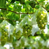 On the vine: Grapes hang in Yamanashi Prefecture, which plans to become a center for wine-related tourism. Yamanashi aims to become center for wine-based tourism