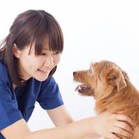 A Japanese veterinarian examines a dog. Does Japan really need more veterinarians?