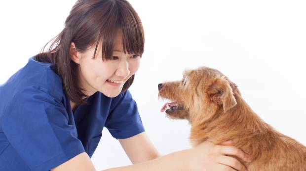 A Japanese veterinarian examines a dog. Does Japan really need more veterinarians?