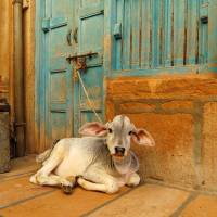 In India, the Bharatiya Janata Party banned the selling of cows, seen as sacred, for slaughter in 18 states in India, yet some critics, including historian Dwijendra Narayan Jha, claim that Hindus have in the past eaten beef. The politics of religious hatemongering in India
