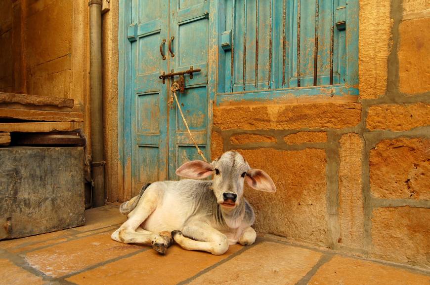 In India, the Bharatiya Janata Party banned the selling of cows, seen as sacred, for slaughter in 18 states in India, yet some critics, including historian Dwijendra Narayan Jha, claim that Hindus have in the past eaten beef. The politics of religious hatemongering in India