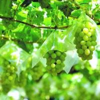 Bring them on: Three cities in Yamanashi plan to create a wine resort to attract more visitors. Let's discuss Yamanashi wineries