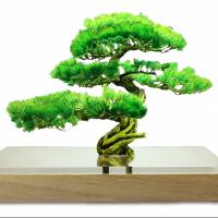 Acrylic bonsai tree by Toumei Souvenirs for the summer holidays