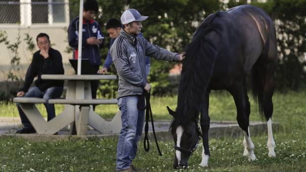 Epicharis grazes outside his barn with assistant trainer Masaaki Minamida at Belmont Park in Elmont, New York, on June 8. Japanese horse Epicharis scratched from Belmont Stakes