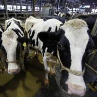 Cows with identification tags attached to their ears stand at a dairy farm in Ebetsu, Hokkaido. Dairy industry likely to get more aid after EPA deal with EU