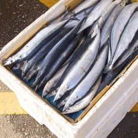 A box of Pacific saury, an autumn delicacy for many Japanese, is seen at a fish market. Japan’s proposal for country-by-country catch quotas was rejected Saturday at a fisheries conference in Sapporo by China, South Korea and Russia. Japan's country quotas for saury catches rejected at international fisheries meeting