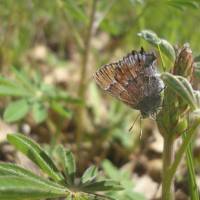 In this undated U.S. Army photo a frosted elfin butterfly, believed to be headed to the federal endangered species list, is seen on a plant at the Fort McCoy Army Installation in Wisconsin. Rare butterfly thrives on military bases across U.S.