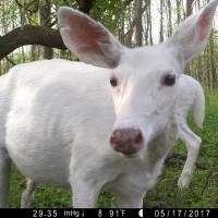 This May 17 photo shows a white deer captured by a trail camera at the Seneca Army Depot in upstate New York. Public bus tours to view a rare herd of ghostly white deer at a former World War II Army weapons depot are slated to begin this fall. Fall bus tours to offer glimpse of rare NY white deer herd at former U.S. Army ammo dump