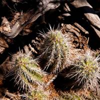 An Arizona hedgehog cactus, an endangered variety, is seen in the Oak Flat recreation area outside Superior, Arizona, June 13. In a federal land exchange, Resolution Copper Mining acquired control over 2,400 acres in and around Oak Flat and plans to extract ore from deep below the surface. Congressional Republicans look to gut Endangered Species Act for sake of industry as protections ease