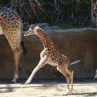 A female Masai baby giraffe born July 11 frolics in her inclosure during its public debut at the Los Angeles Zoo Wednesday. Still without a name, the giraffe already stands about 6 feet tall and weighs 156 pounds. It’s the second baby born to mother Zainabu and father Philip. Los Angeles Zoo unveils baby giraffe