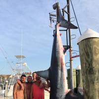 This Saturday photo provided by Jenny Lee Sportfishing, whose crew reeled in a 926-pound Mako shark, shows (from left) Mark Miccio, Mark Miccio, Matt Miccio and Steve Miccio with the shark they caught, at Hoffmann Marina in Brielle, New Jersey. Environmental officials say it’s the biggest shark catch in the state’s history. Fishing crew reels in 926-pound Mako in New Jersey's biggest shark catch