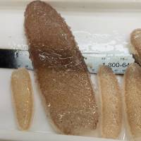 Pyrosomes — colonies of thousands of individual organisms called zooids — are pictured aboard a National Oceanic and Atmospheric Administration research vessel off the coast of Oregon in May. Strange pink sea creatures called pyrosomes turning up along Alaska coast