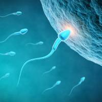 Declining sperm counts in the West signal broader health risks, possibly due to pesticide exposure, smoking, stress, obesity and poor diets or other lifestyle factors. Sperm counts falling sharply in West