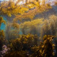 Japanese seaweed is believed to have made it into North Carolina via the export of a kind of oyster from Japan. Invasive Japanese seaweed welcome on U.S. coasts, study says