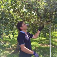 Fruits of his labor: Apple farmer Satoshi Takahashi examines the crop at his orchard in Hirosaki, Aomori Prefecture. Enterprising Aomori apple farmer pivots to boutique hard cider