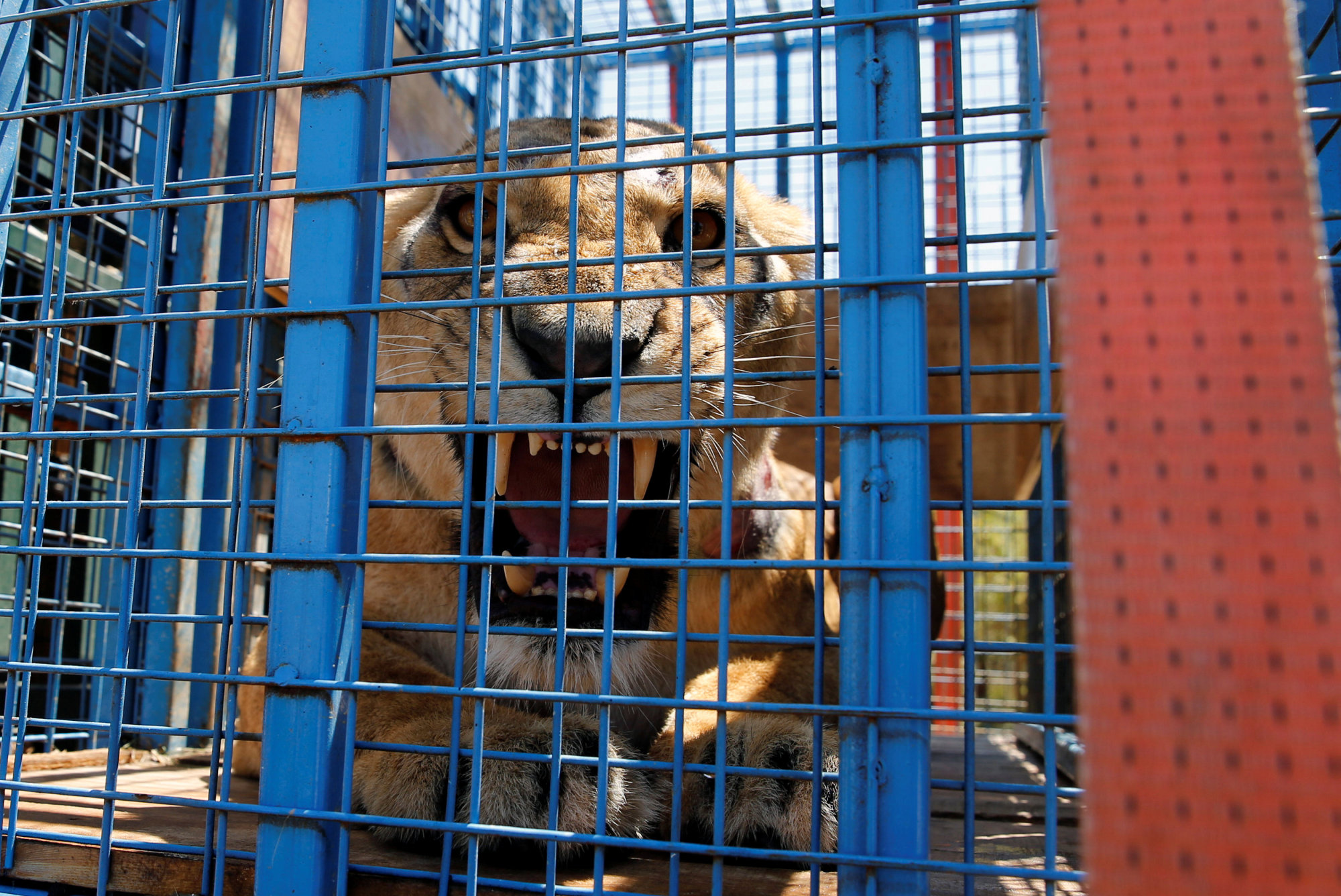 Lion rescued from war-hit Aleppo zoo gives birth in Jordan reserve after three-week caged journey