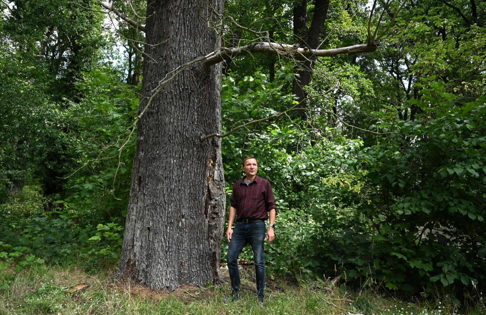 Ancient Trees in Germany’s Versailles Perish under Devastating Drought