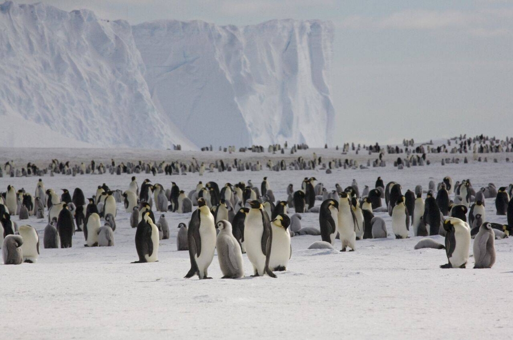 Penguins die as record low Antarctic ice stokes extinction risk The