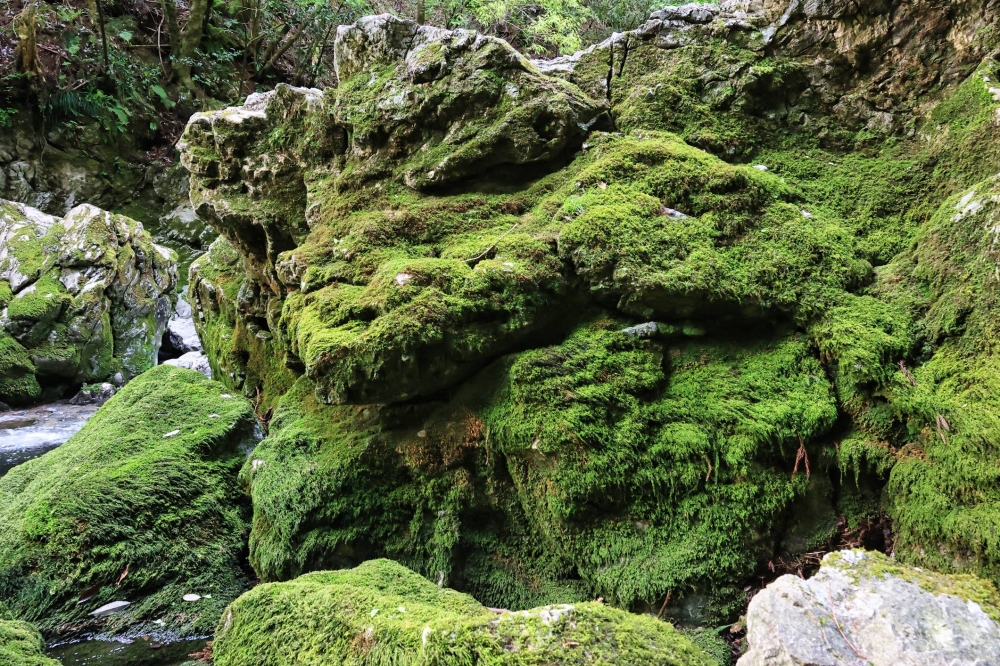 This moss survived millions of years. Warming is killing it - The Japan  Times