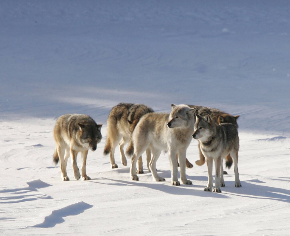 How a lone ‘immigrant’ wolf revived a forest ecosystem