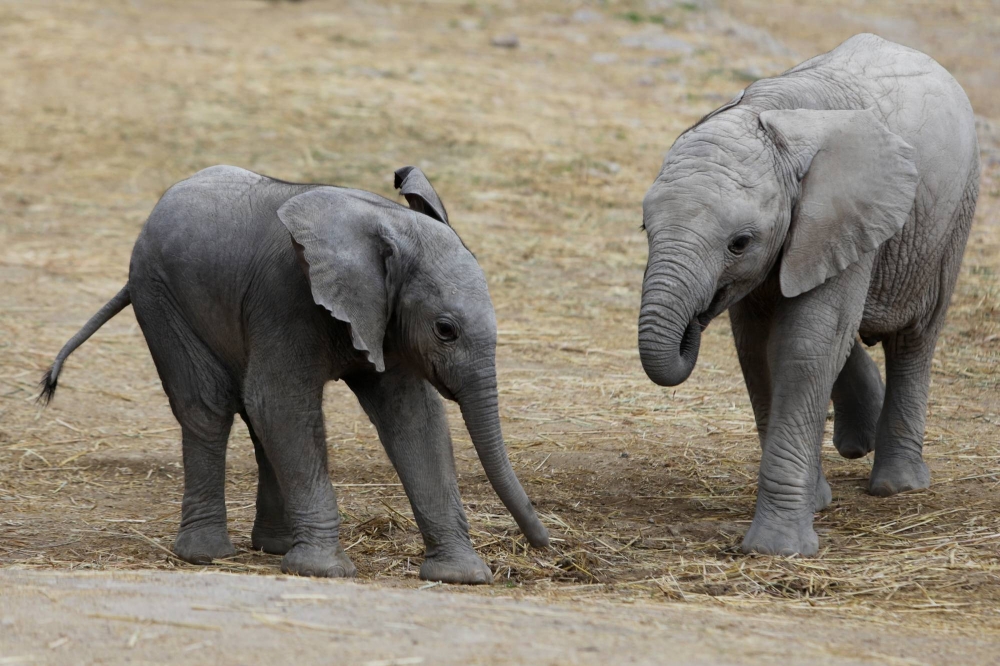 More elephants in Southern Africa than previously thought: survey