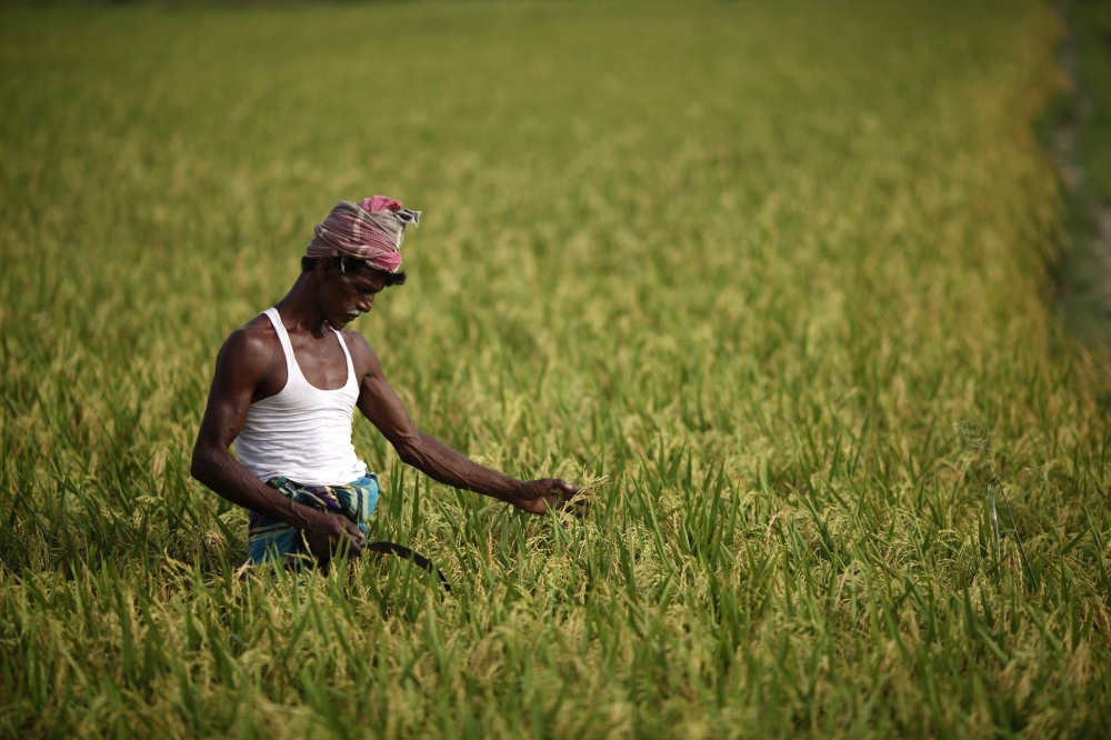 First crops, now animals: Climate change hurts Bangladesh farmers