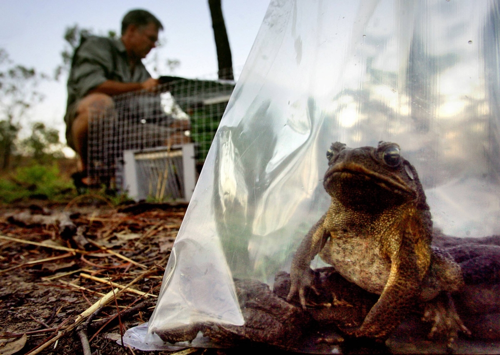 World losing high-stakes fight against invasive species - The Japan Times