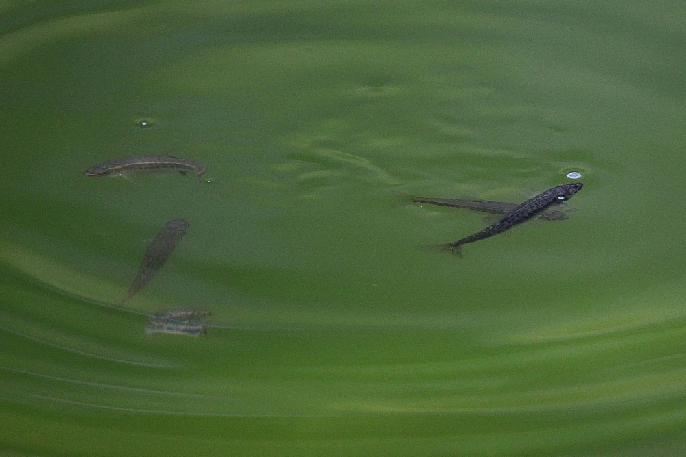 Minnows blamed for algae-filled French and Spanish lakes
