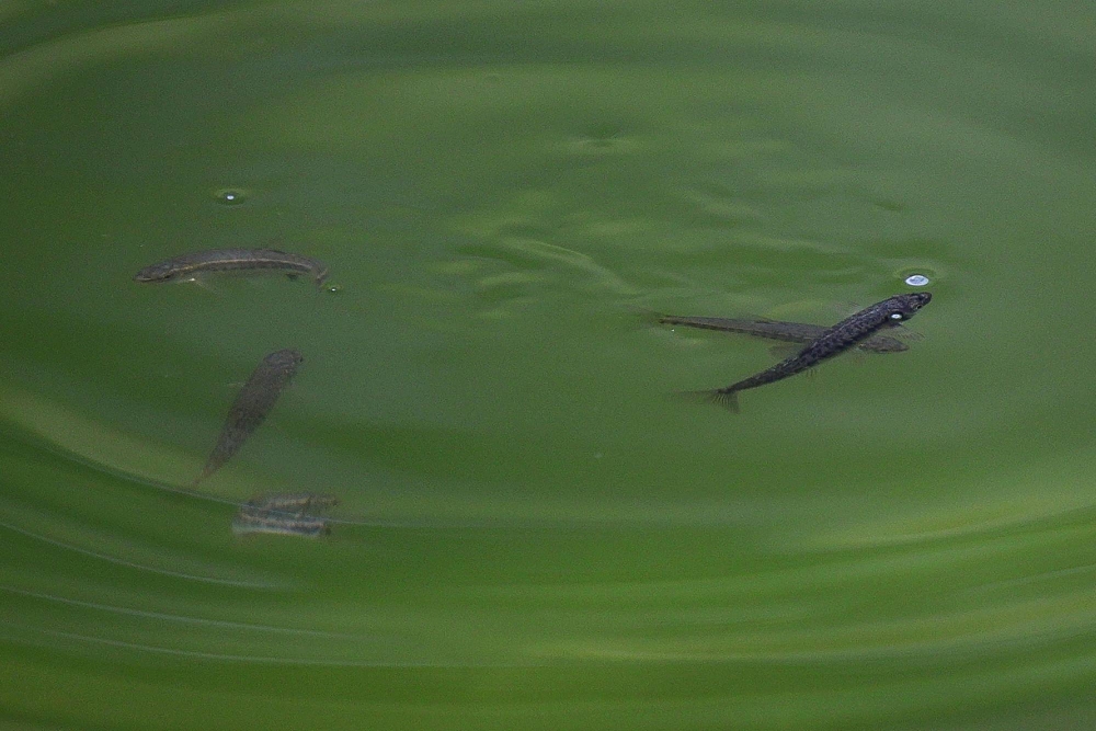 Minnows blamed for algae-filled French and Spanish lakes - The