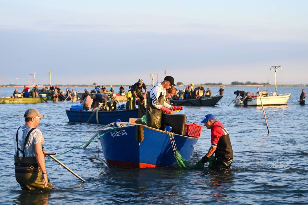Italy’s clam farmers fear blue crab ‘invasion’
