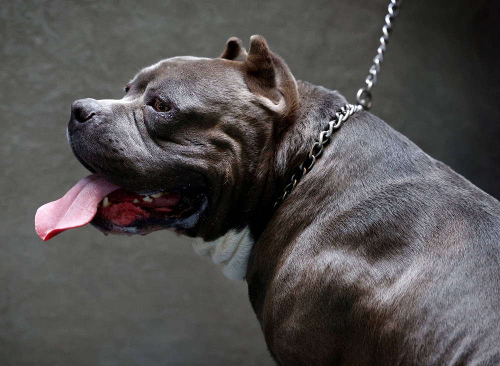 XL bully breed: New UK ban could take dogs from owners