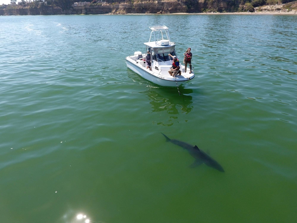Climate change draws great white sharks north, threatening ecosystem