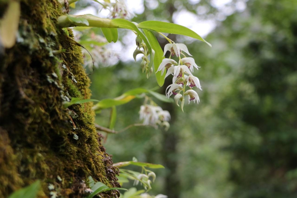 White scale  Orchids - World