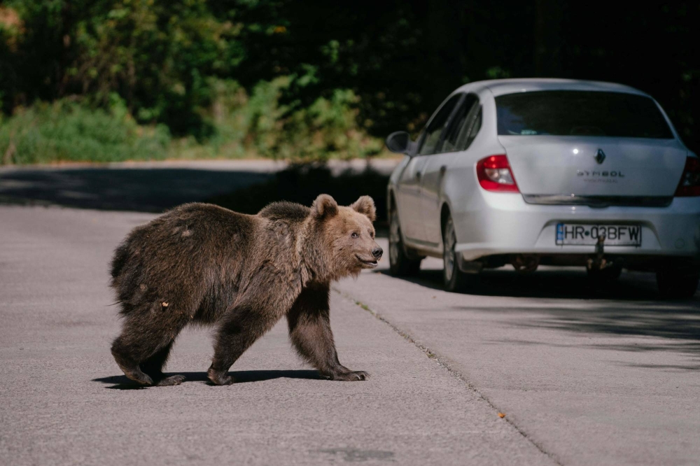 Keep or cull? Romania divided over its bear population - The Japan