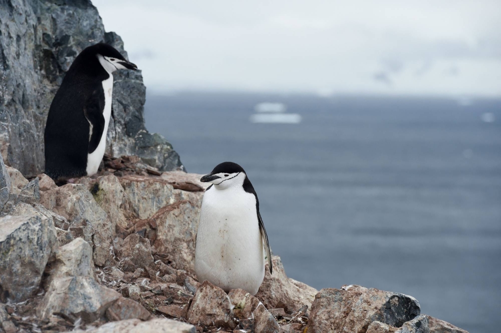 Antarctic chinstrap penguins get by on just secondslong micronaps