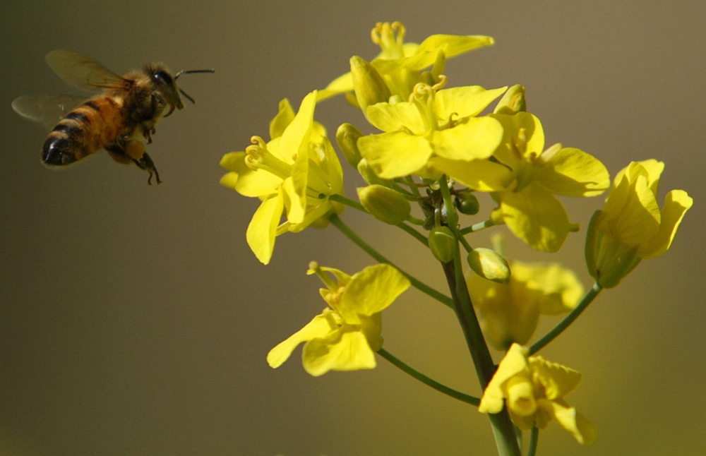 Insect compasses, fire-fighting vines: 2023’s nature-inspired tech