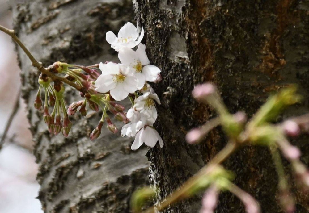Japan's 2024 cherry blossom season expected to arrive earlier than