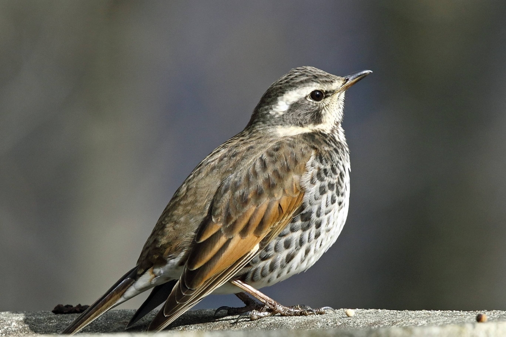 新しい鳥の観察者の群れが科学にどのように貢献していますか？