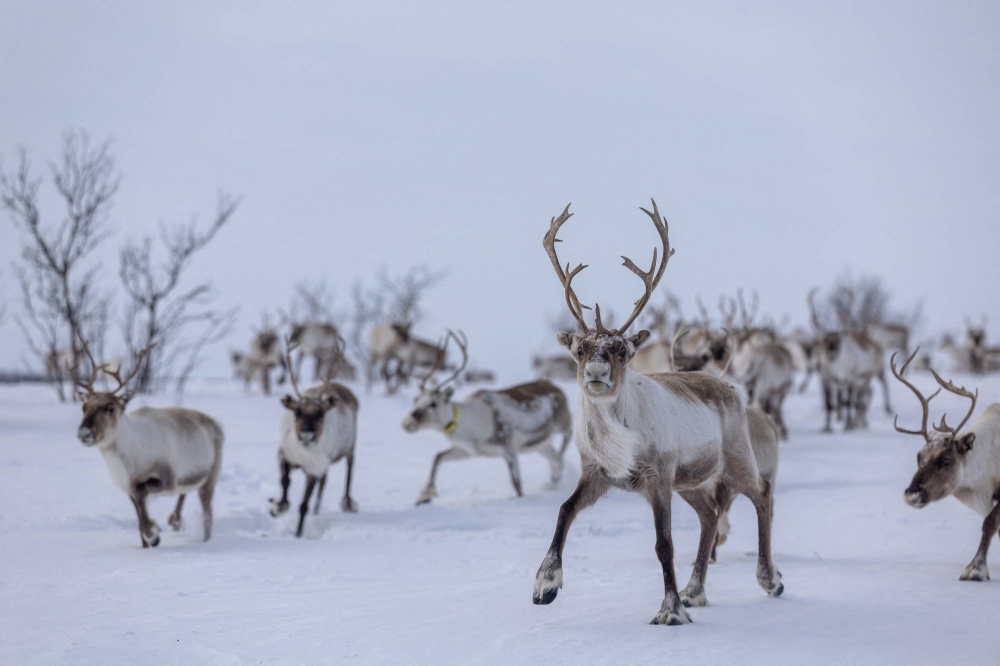 Reindeer herders battle power line needed for Norway’s climate goal
