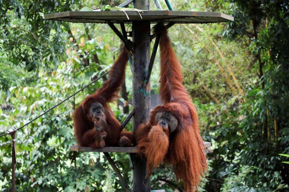 马来西亚考虑与进口棕榈油的国家开展“猩猩外交” – 日本时报